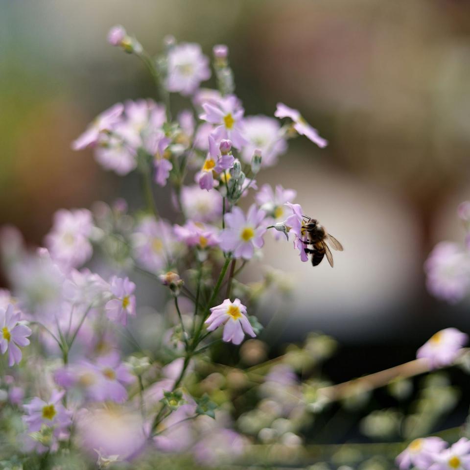 Environment-Meadow